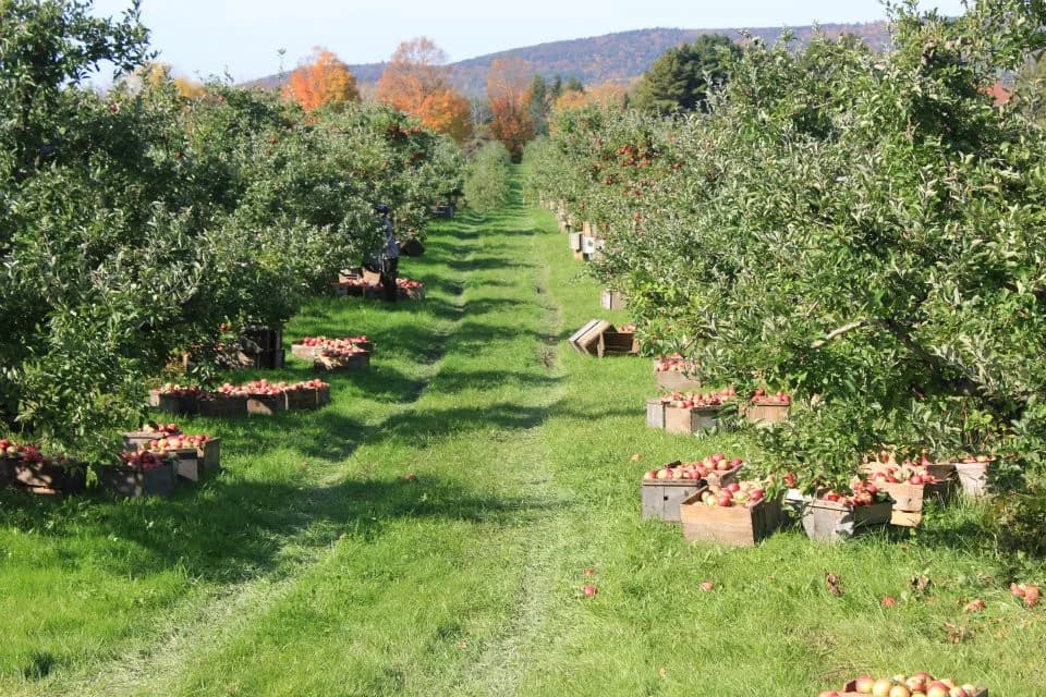 Farm photography at Bartlett's Orchard, Richmond, Massachusetts.