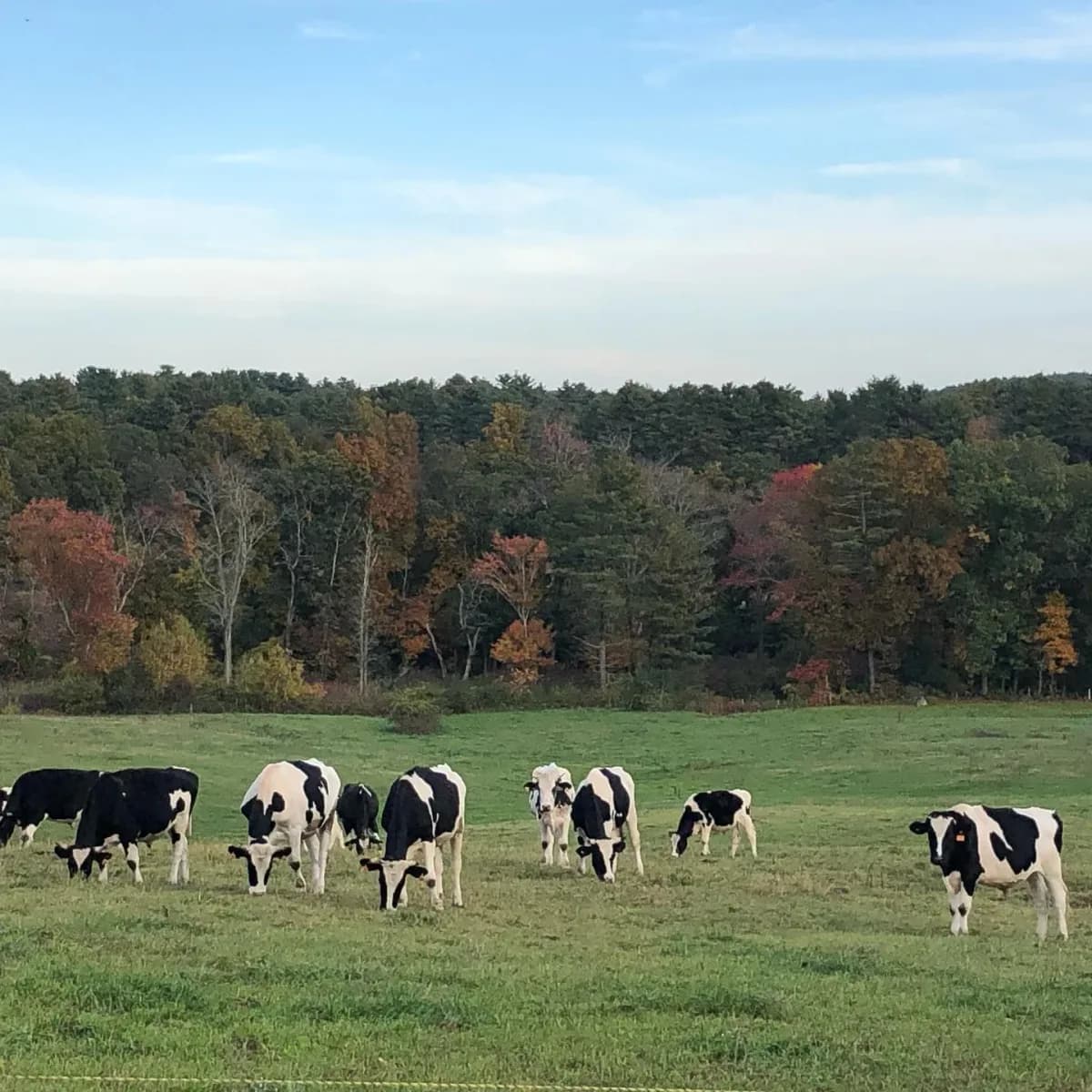 Farm photography at Herrick Farm, Rowley, Massachusetts.