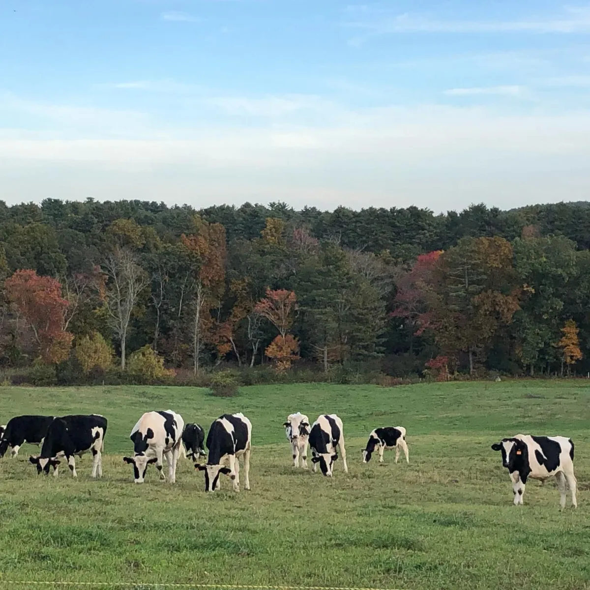 Farm photography at Herrick Farm, Rowley, Massachusetts.