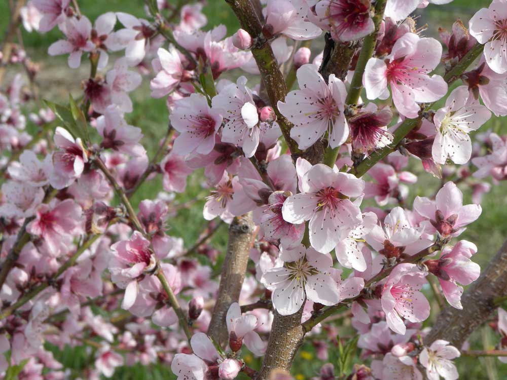 Spring orchard view at Russell Orchards, Ipswich, Massachusetts.