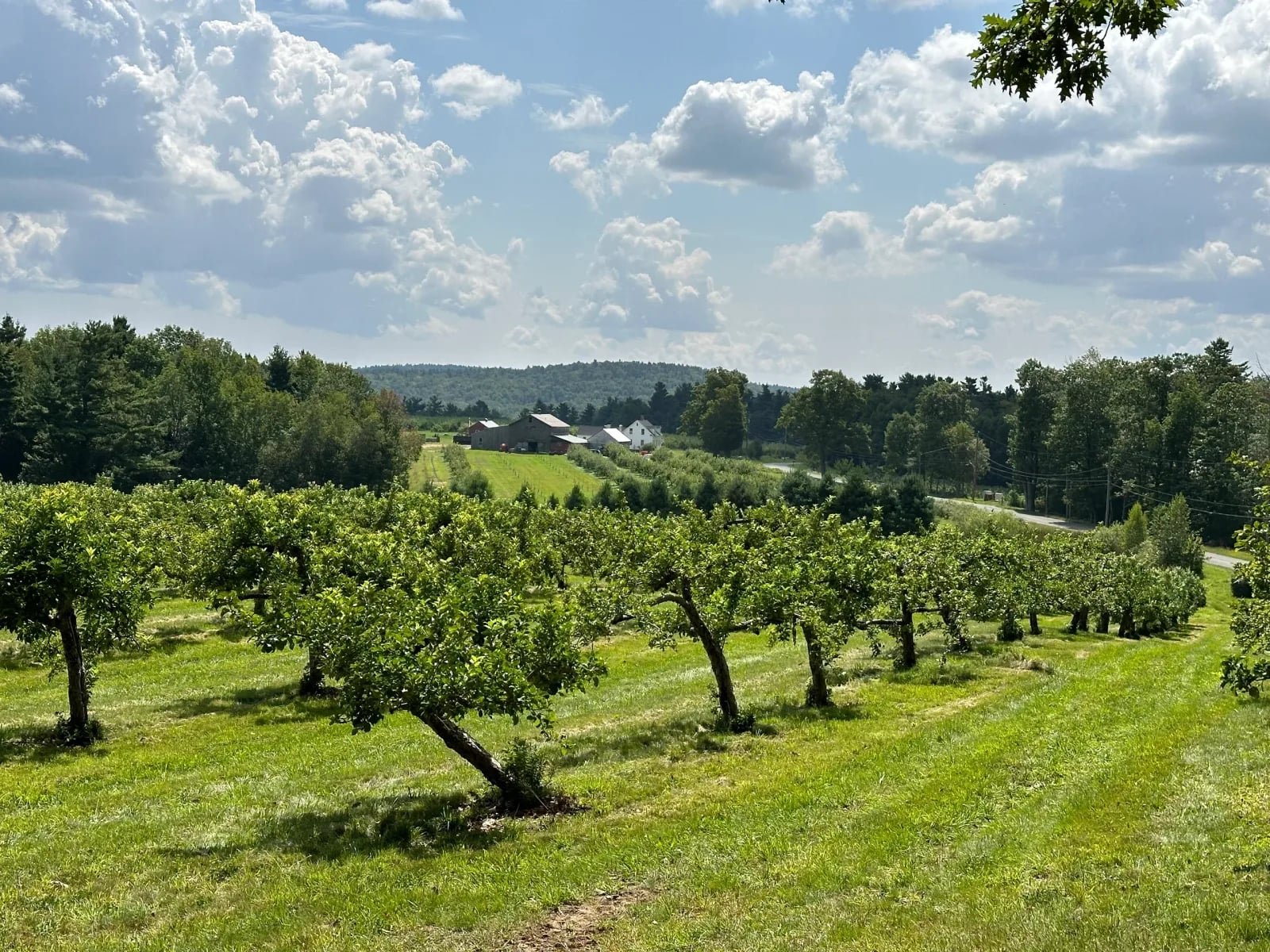 Farm photography at Sandisfield Orchard, Sandisfield, Massachusetts.