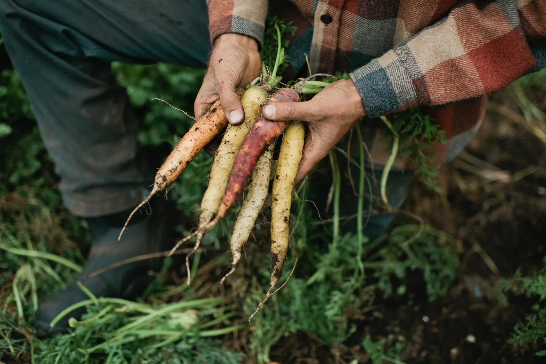 Farm photography at Second Nature Farm, Norton, Massachusetts.