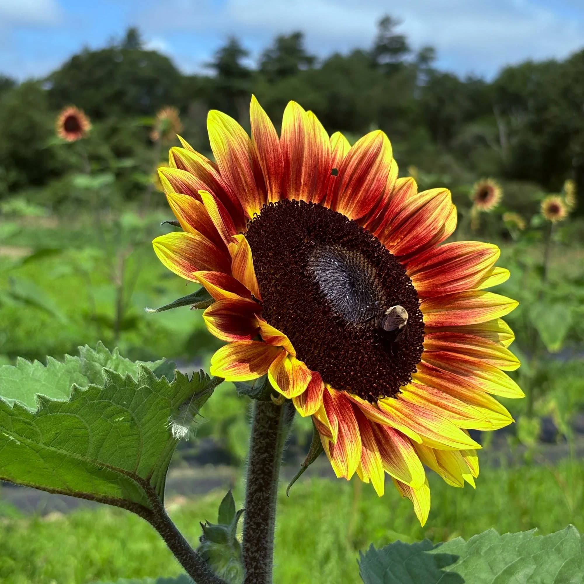 Farm photography at Silverbrook Farm, Dartmouth, Massachusetts.