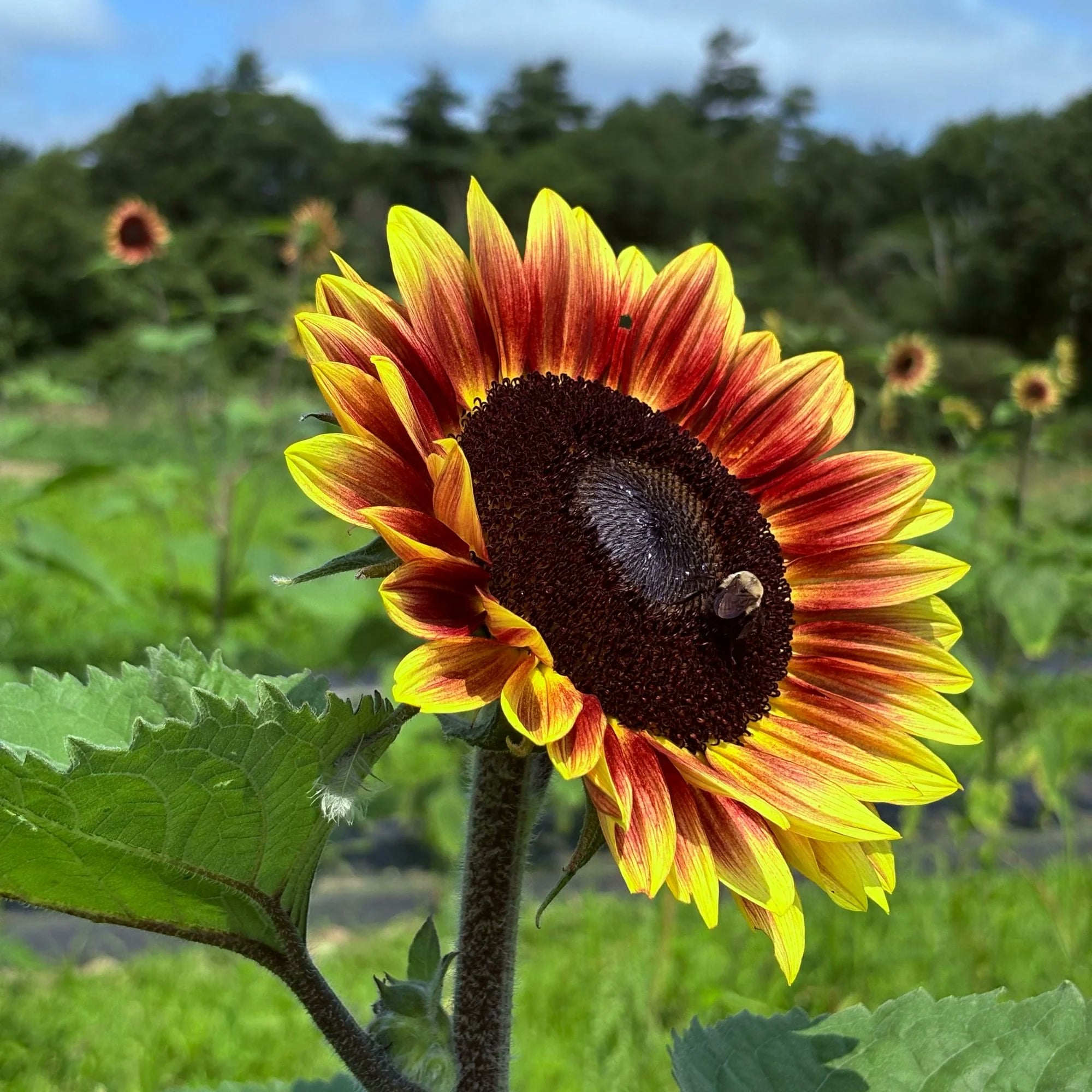Farm photography at Silverbrook Farm, Dartmouth, Massachusetts.