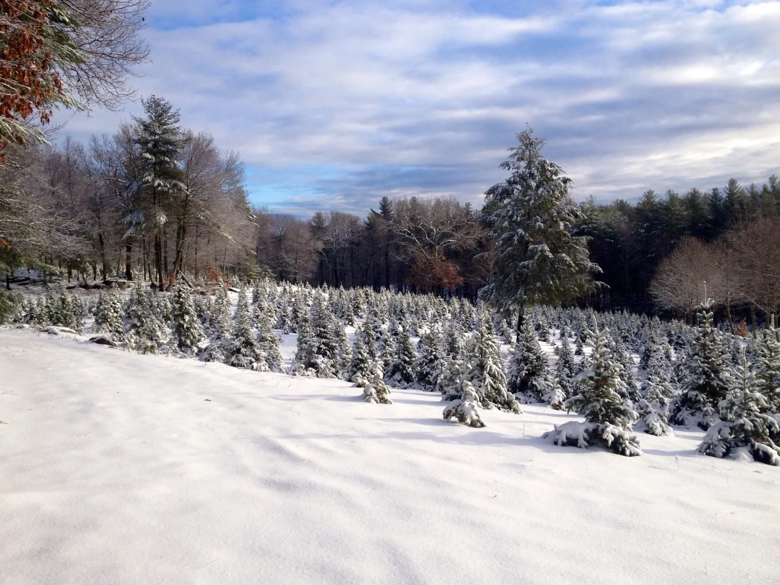 Farm photography at Sleighbell Christmas Tree Farm & Gift Barn, Sutton, Massachusetts.