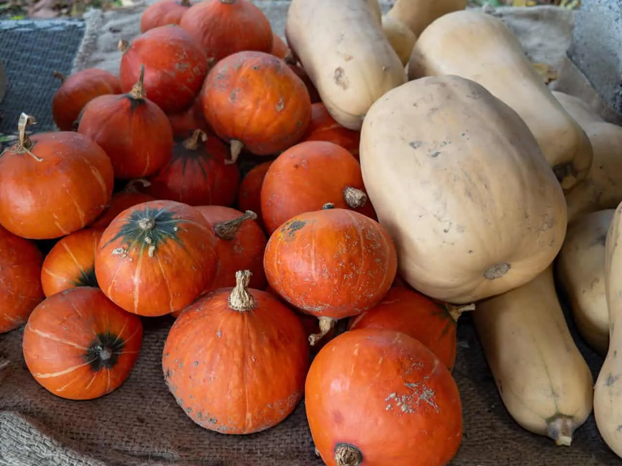 Farm photography at Stearns Farm CSA, Framingham, Massachusetts.