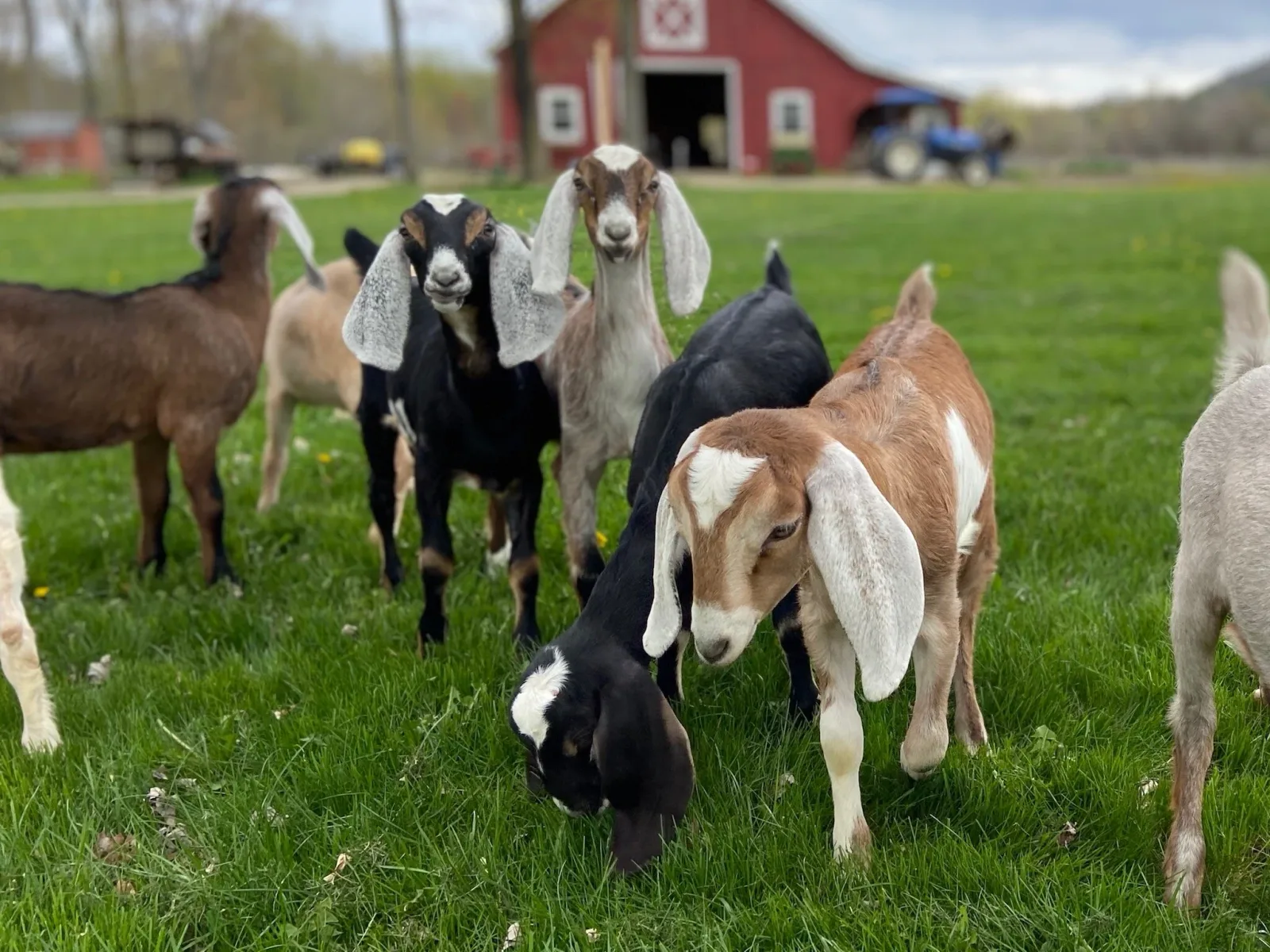 Farm photography at Thomas Farm & Dairy, Sunderland, Massachusetts.