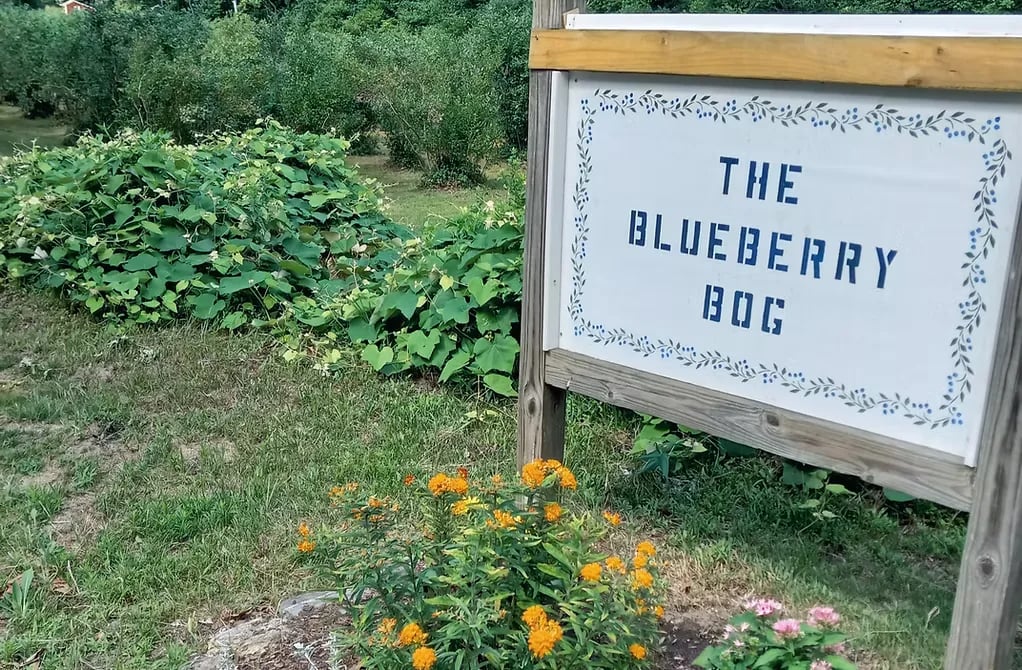 Farm photography at The Blueberry Bog, East Sandwich, Massachusetts.