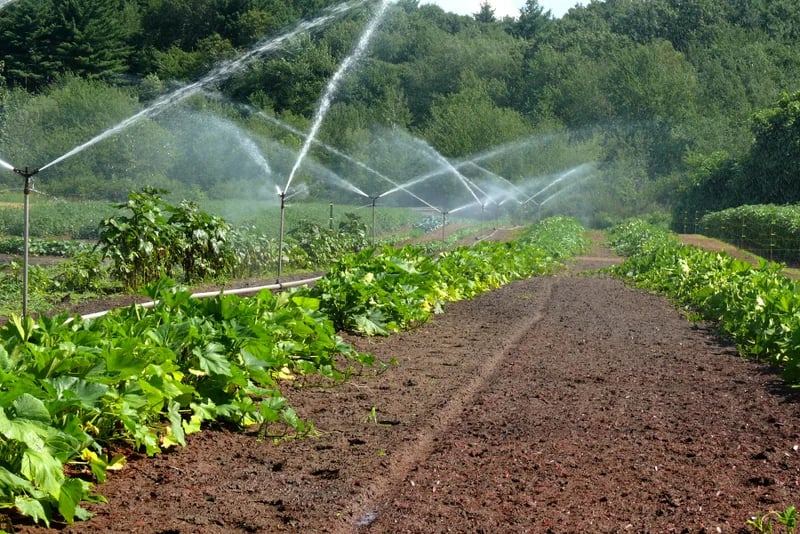 Farm photography at The Farm at Walden Woods, Concord, Massachusetts.
