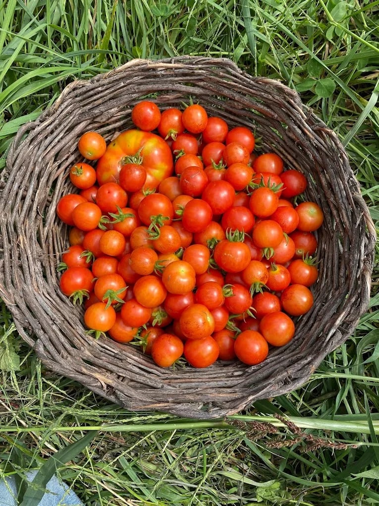 Basket of cherry tomatoes from Tillfree Farm & Services in Mendon, Massachusetts.