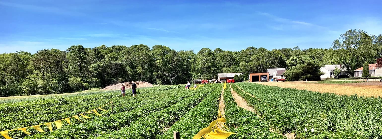 Pick-your-own strawberry fields at Tony Andrews Farm in East Falmouth, Massachusetts.