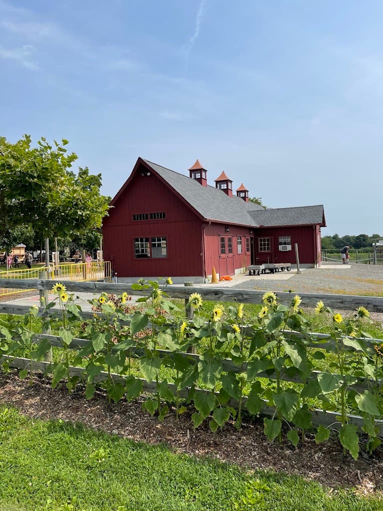 Red barn and sunflowers at Tougas Family Farm, Northborough, Massachusetts.