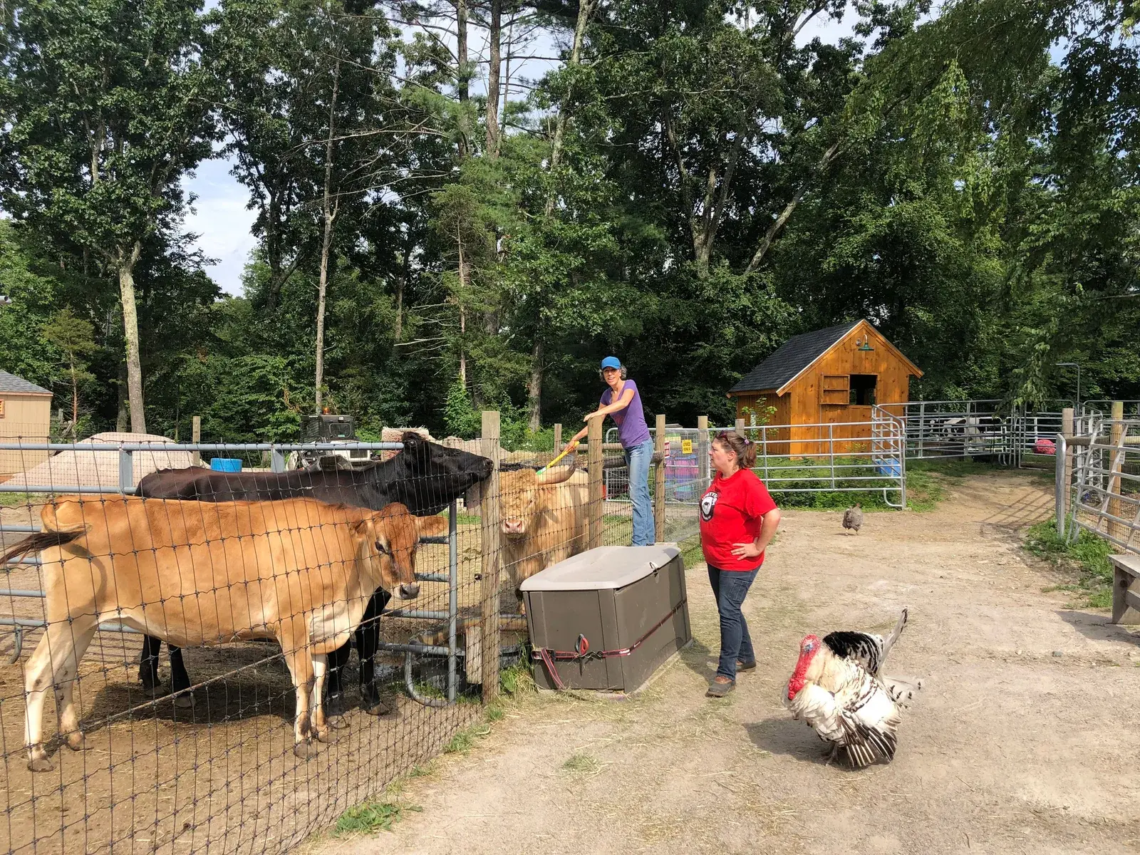 Farm photography at Unity Farm Sanctuary, Sherborn, Massachusetts.
