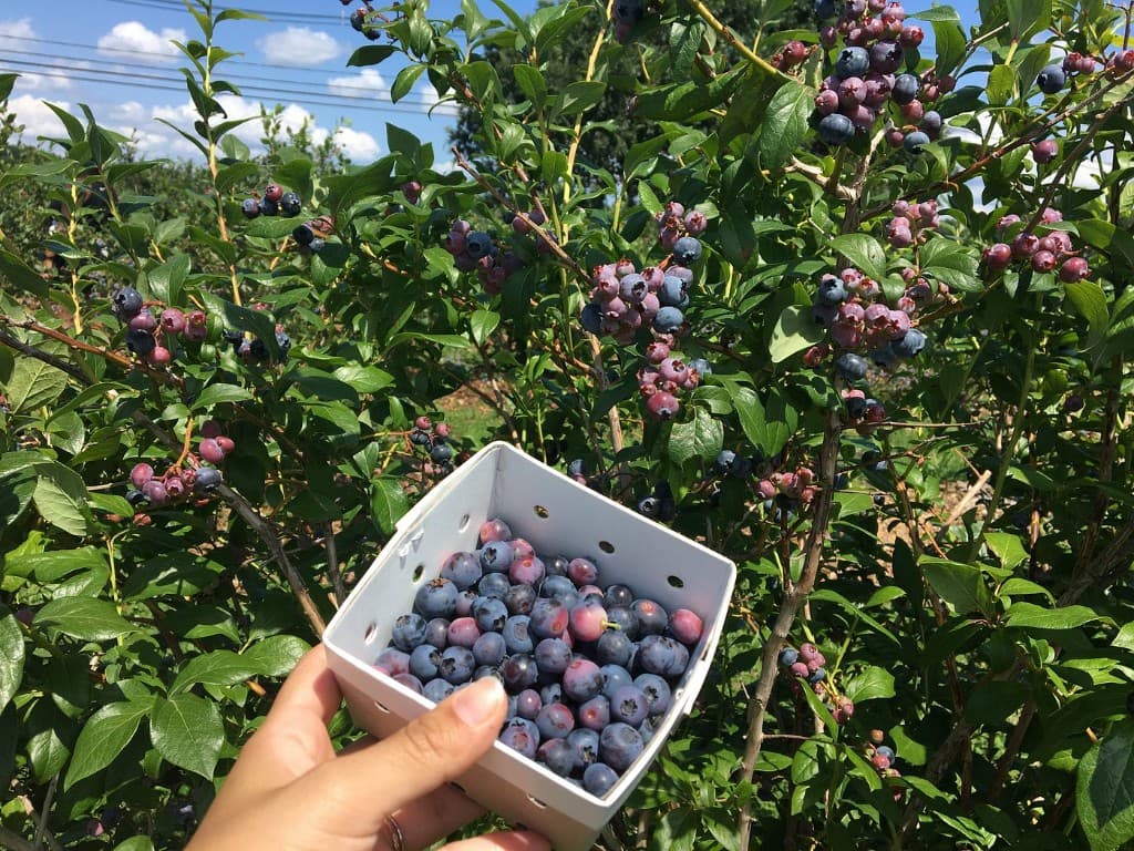 Farm photography at Ward's Berry Farm, Sharon, Massachusetts.