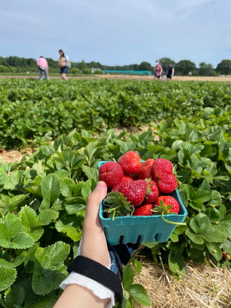 Pick-your-own strawberries in a teal pint basket in the field at Ward's Berry Farm, Sharon, Massachusetts.