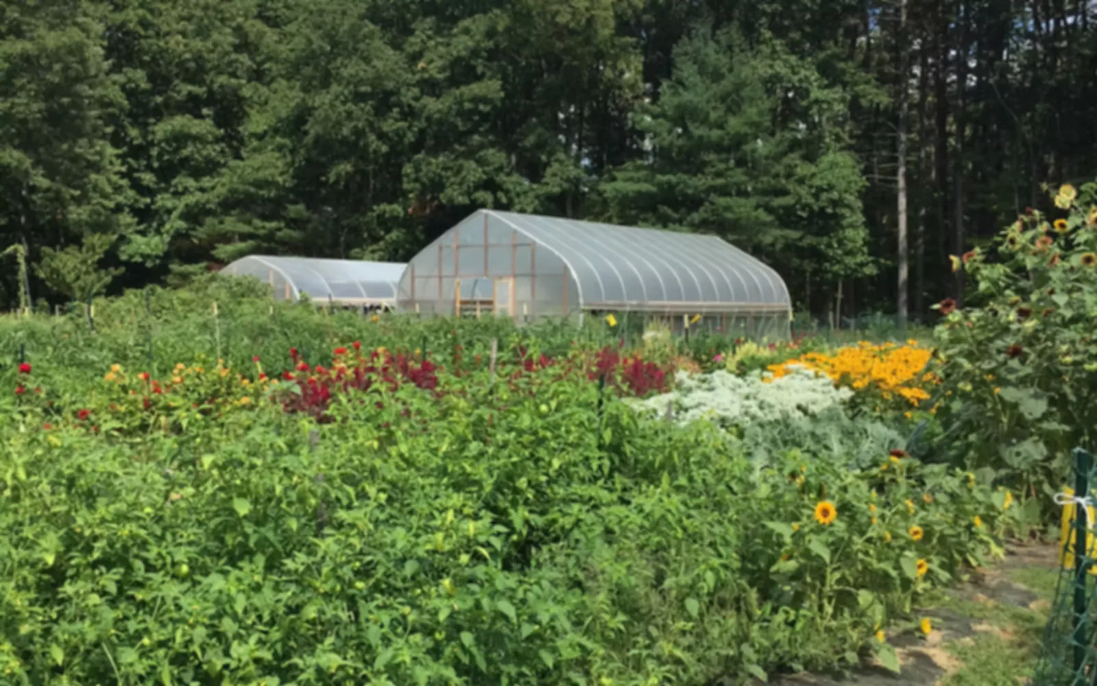 Farm photography at White Pond Farm, Stow, Massachusetts.