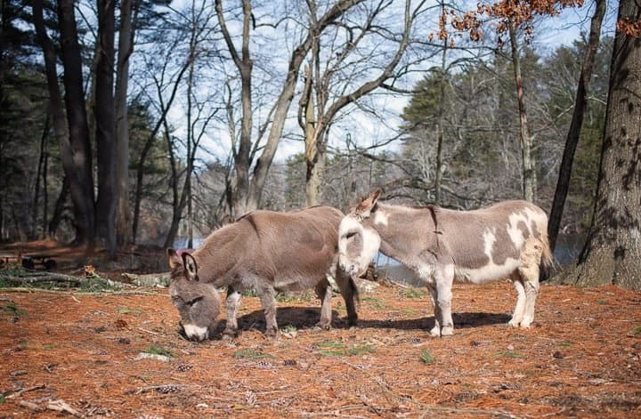 Farm photography at Winslow Farm Animal Sanctuary, Norton, Massachusetts.