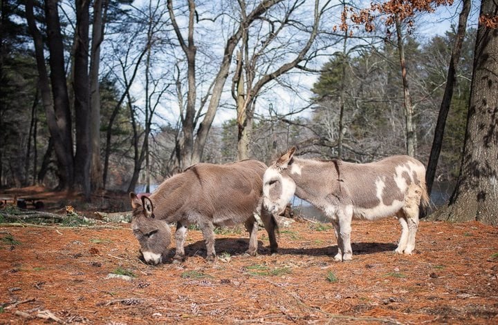 Farm photography at Winslow Farm Animal Sanctuary, Norton, Massachusetts.