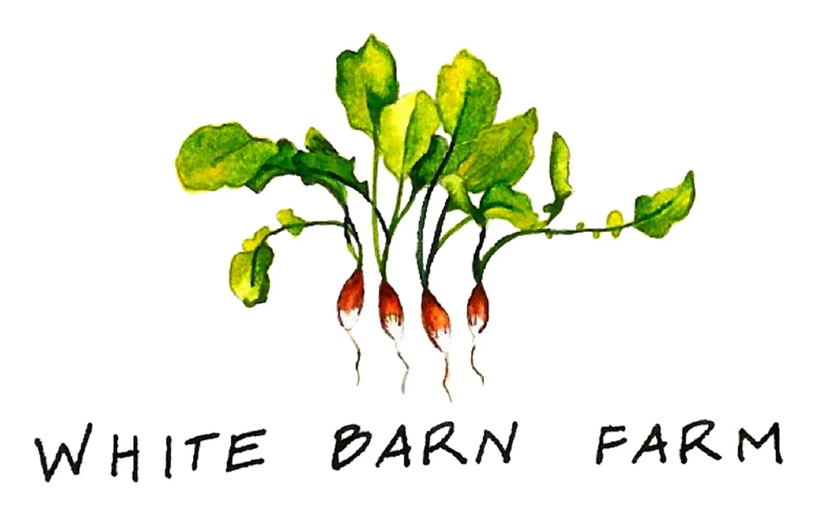 Farm photography at White Barn Farm, Wrentham, Massachusetts.