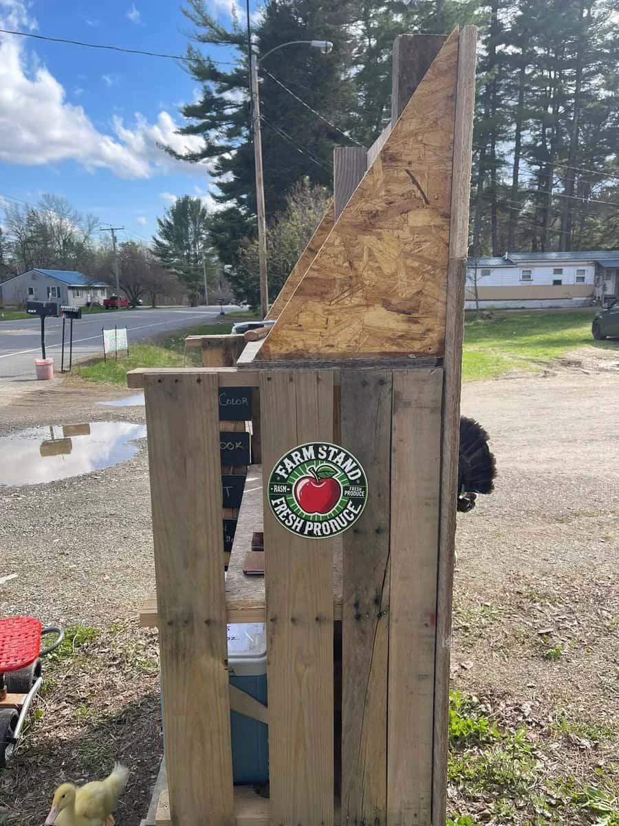 Farm photography at Baba Yaga's Chicken Shack, Unity, Maine.