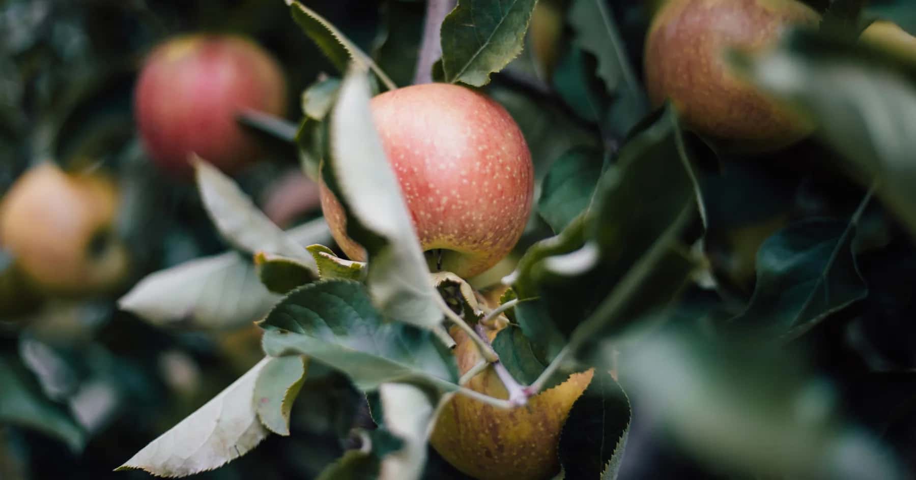 Farm photography at Bailey's Orchard, Whitefield, Maine.