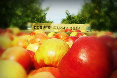 Farm photography at Cooper Farms, West Paris, Maine.
