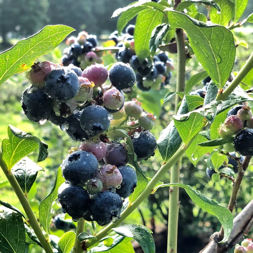 Farm photography at Estes Blueberry Farm, Buxton, Maine.