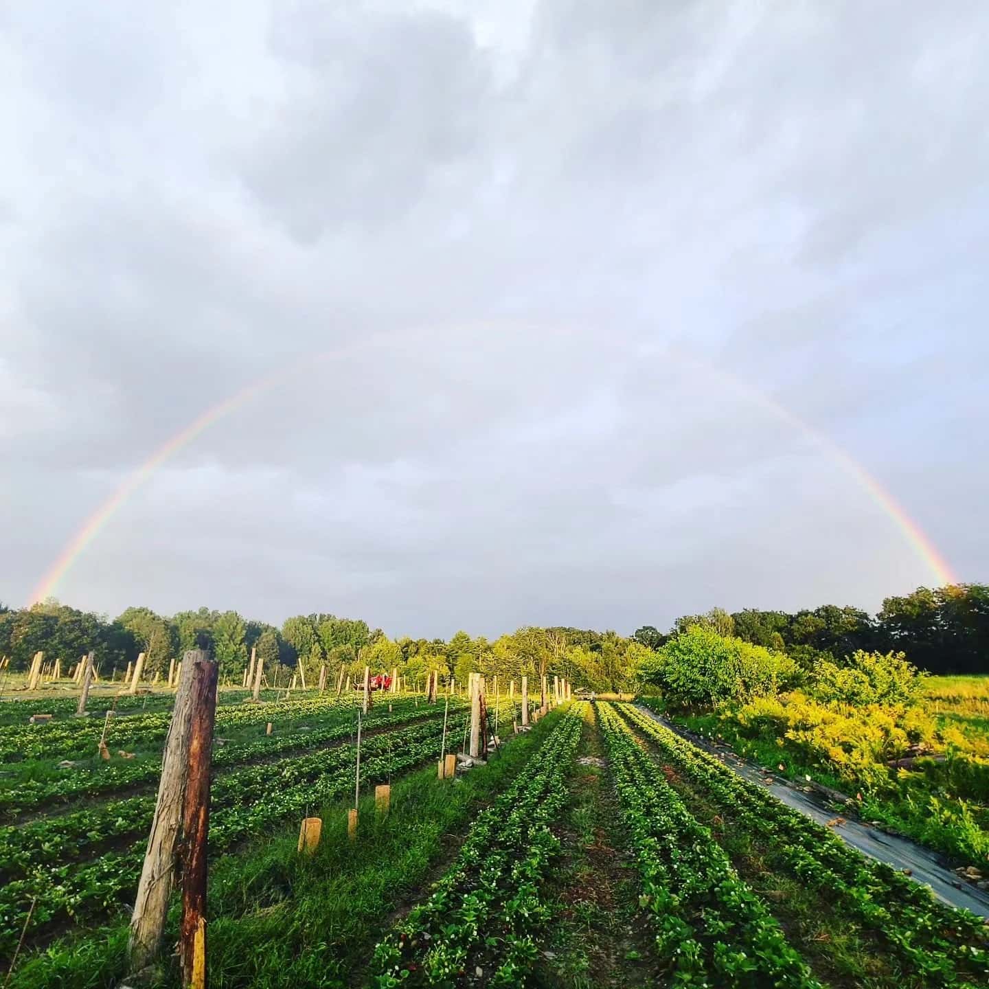 Farm photography at Full Fork Farm, China, Maine.
