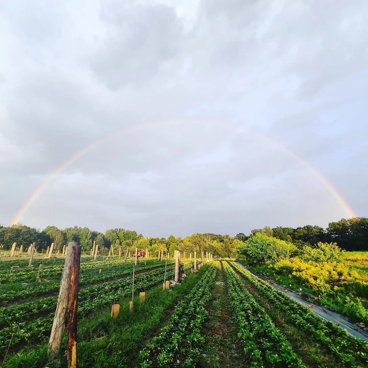 Farm photography at Full Fork Farm, China, Maine.