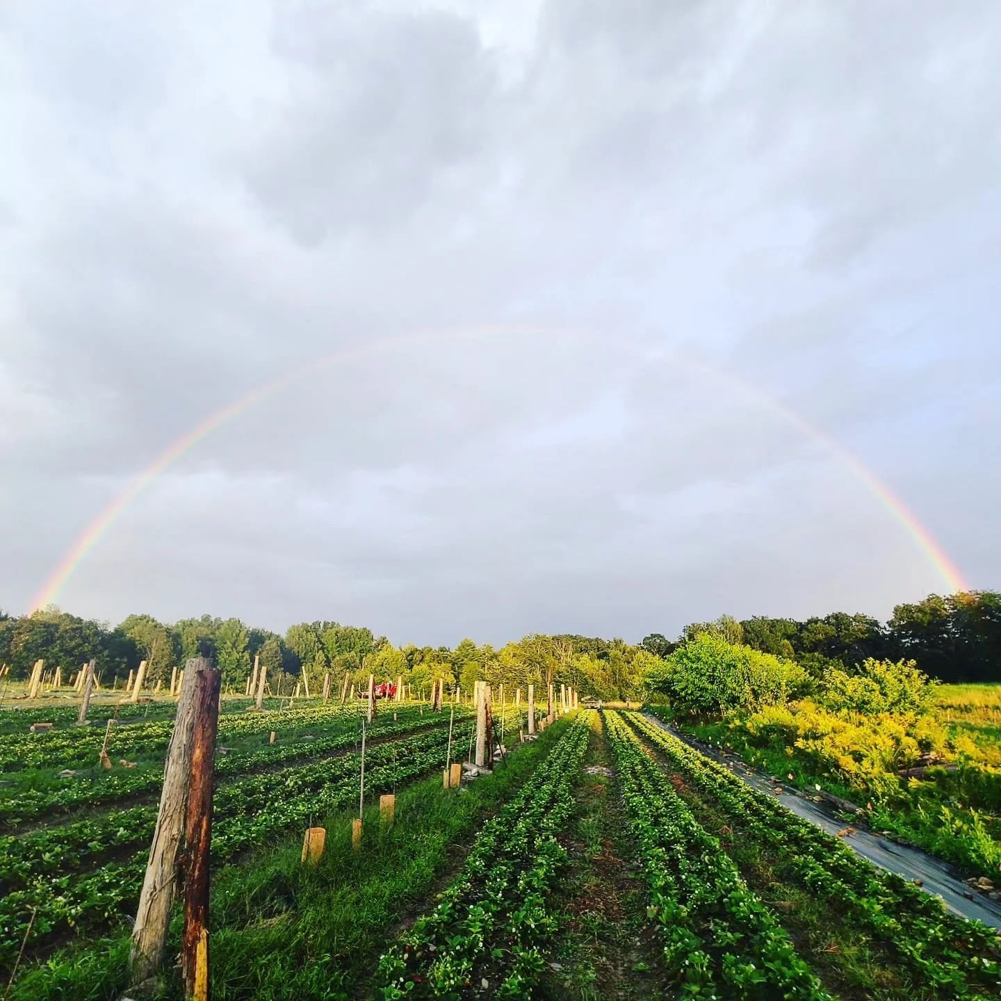 Farm photography at Full Fork Farm, China, Maine.