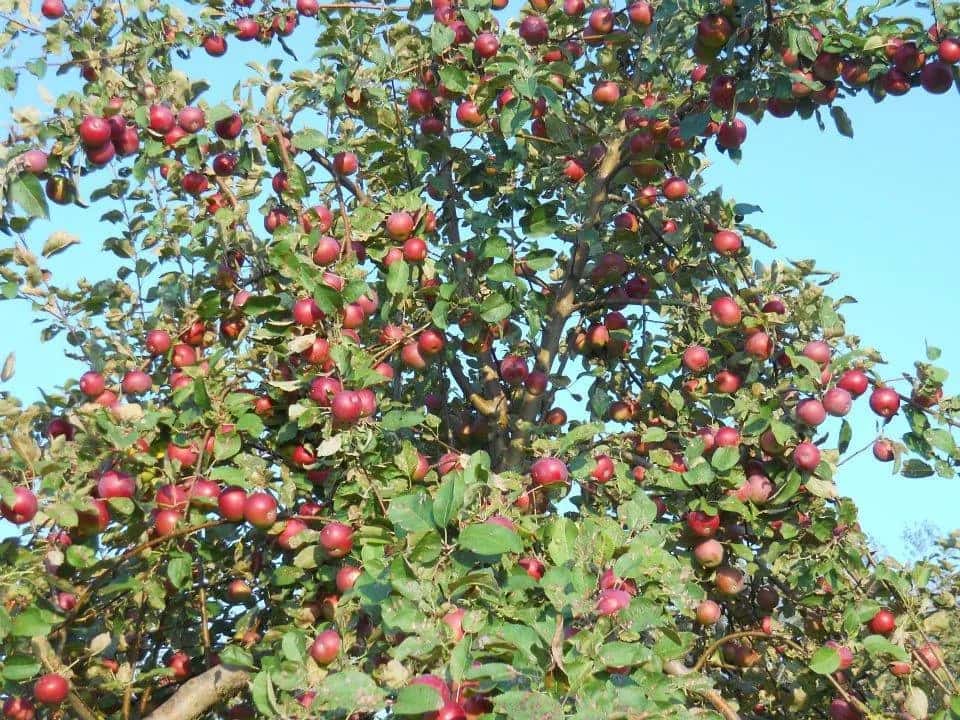 Farm photography at Kents Hill Orchard, Kents Hill, Maine.
