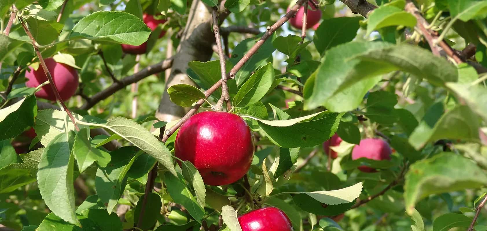 Farm photography at Lakeside Orchards & Farm Market, Manchester, Maine.