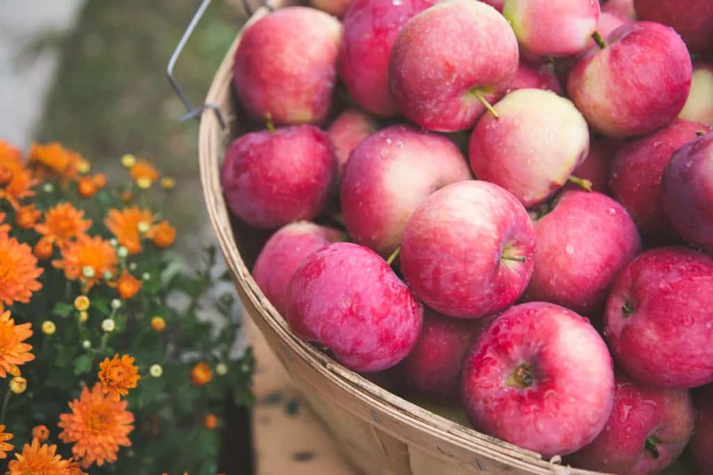 Farm photography at Lemieux's Orchard, Vassalboro, Maine.