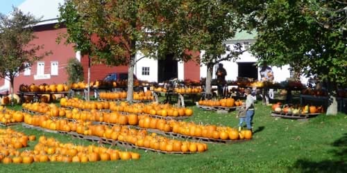 Farm photography at Libby & Son U-Picks, Limerick, Maine.