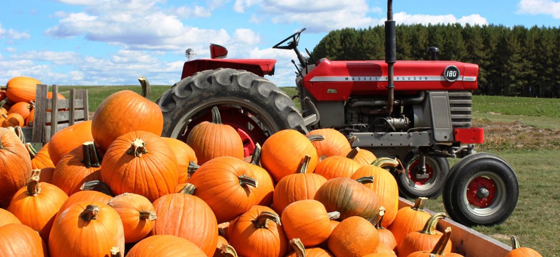 Farm photography at McElwain’s Strawberry Farm, Caribou, Maine.