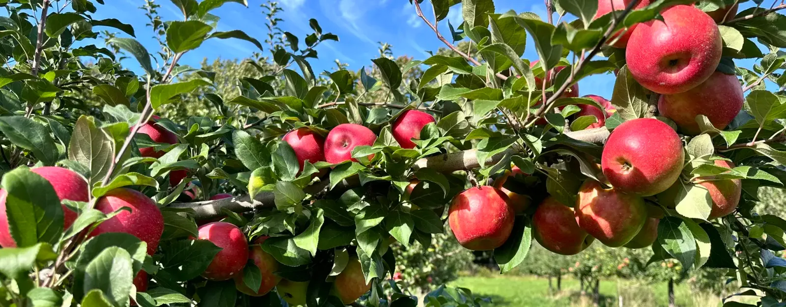 Mullis Orchards in Corinna, Maine