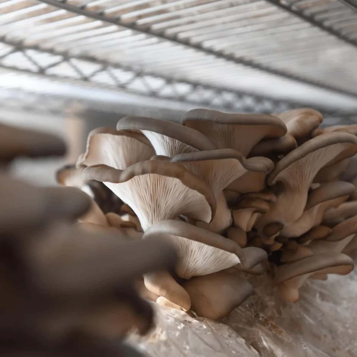 Farm photography at North Spore Mushrooms, Portland, Maine.