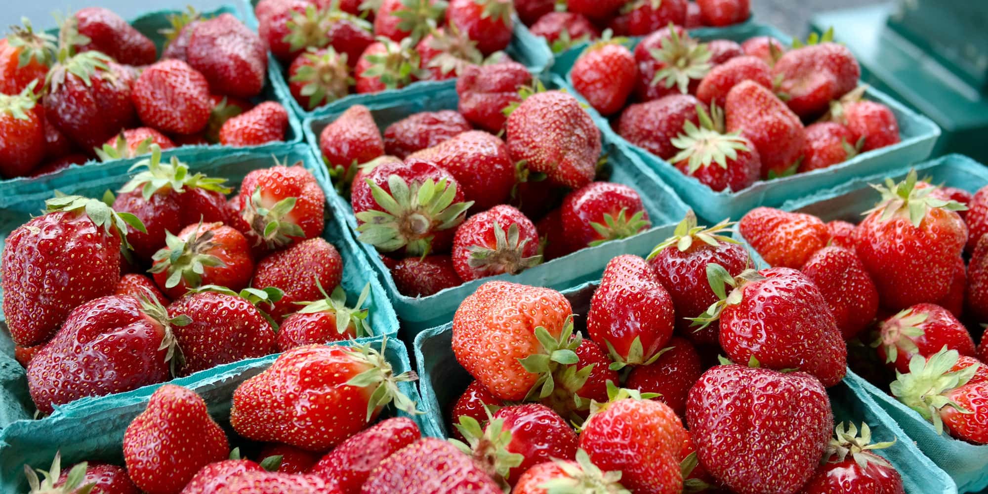 Farm photography at Orchard Ridge Farm, Gorham, Maine.