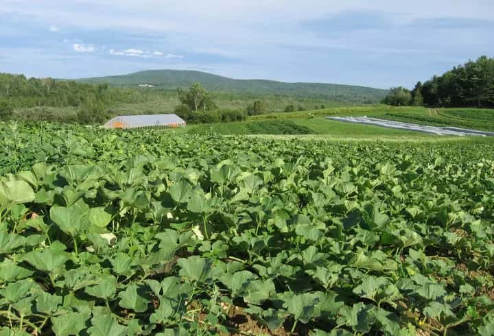 Farm photography at Peacemeal Farm, Dixmont, Maine.