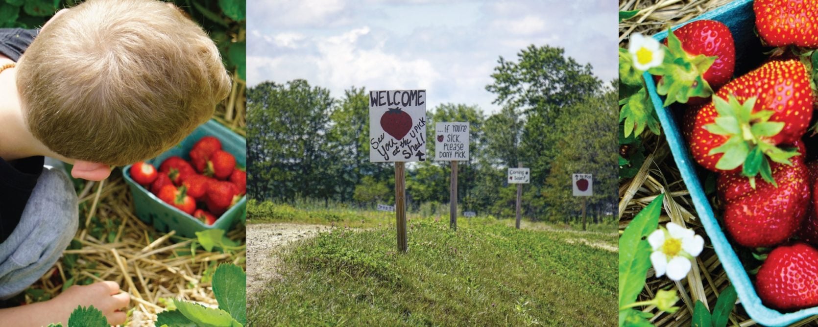Farm photography at Pineland Farms Produce Division, New Gloucester, Maine.