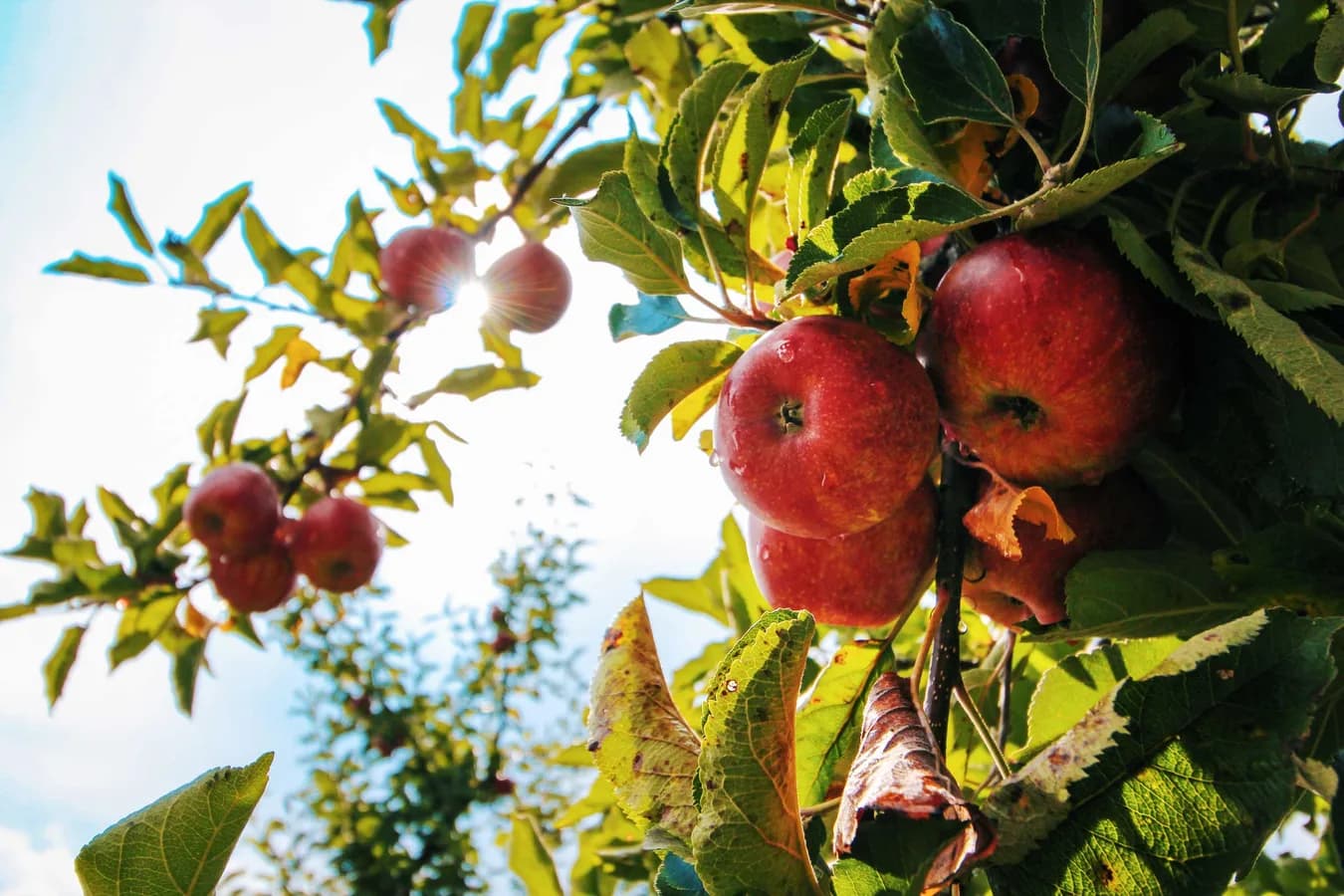 Farm photography at Ricker Hill Orchards, Turner, Maine.