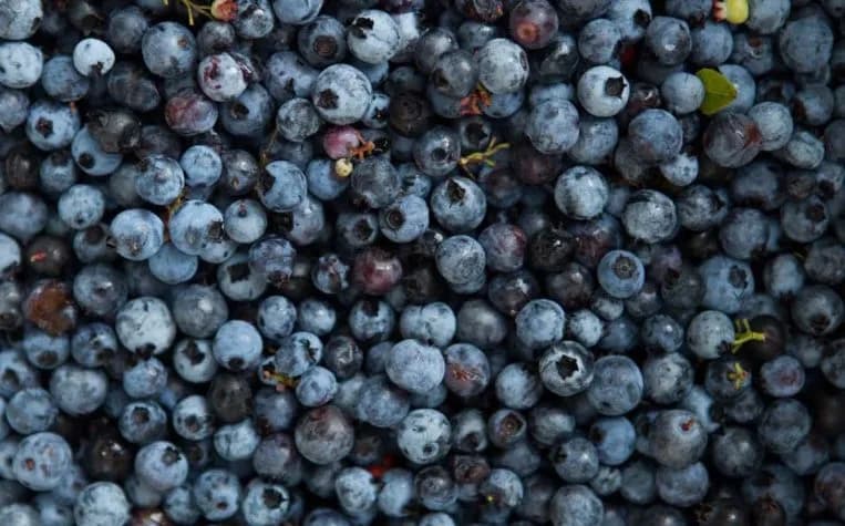 Blueberry picking at Dot Rupert's Blueberry Farm in Turner, Maine.