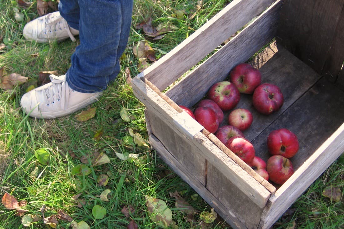 Farm photography at Sewall Orchard, Lincolnville, Maine.