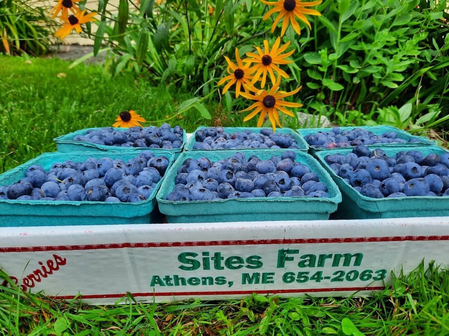 Sites Farm: athens me gallery item 2 blueberries