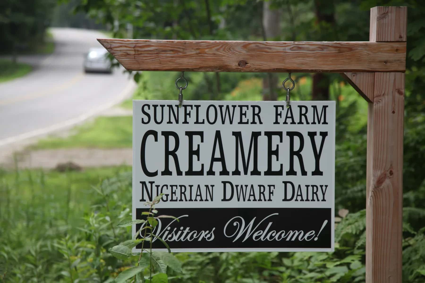 Farm photography at Sunflower Farm Creamery, Cumberland, Maine.