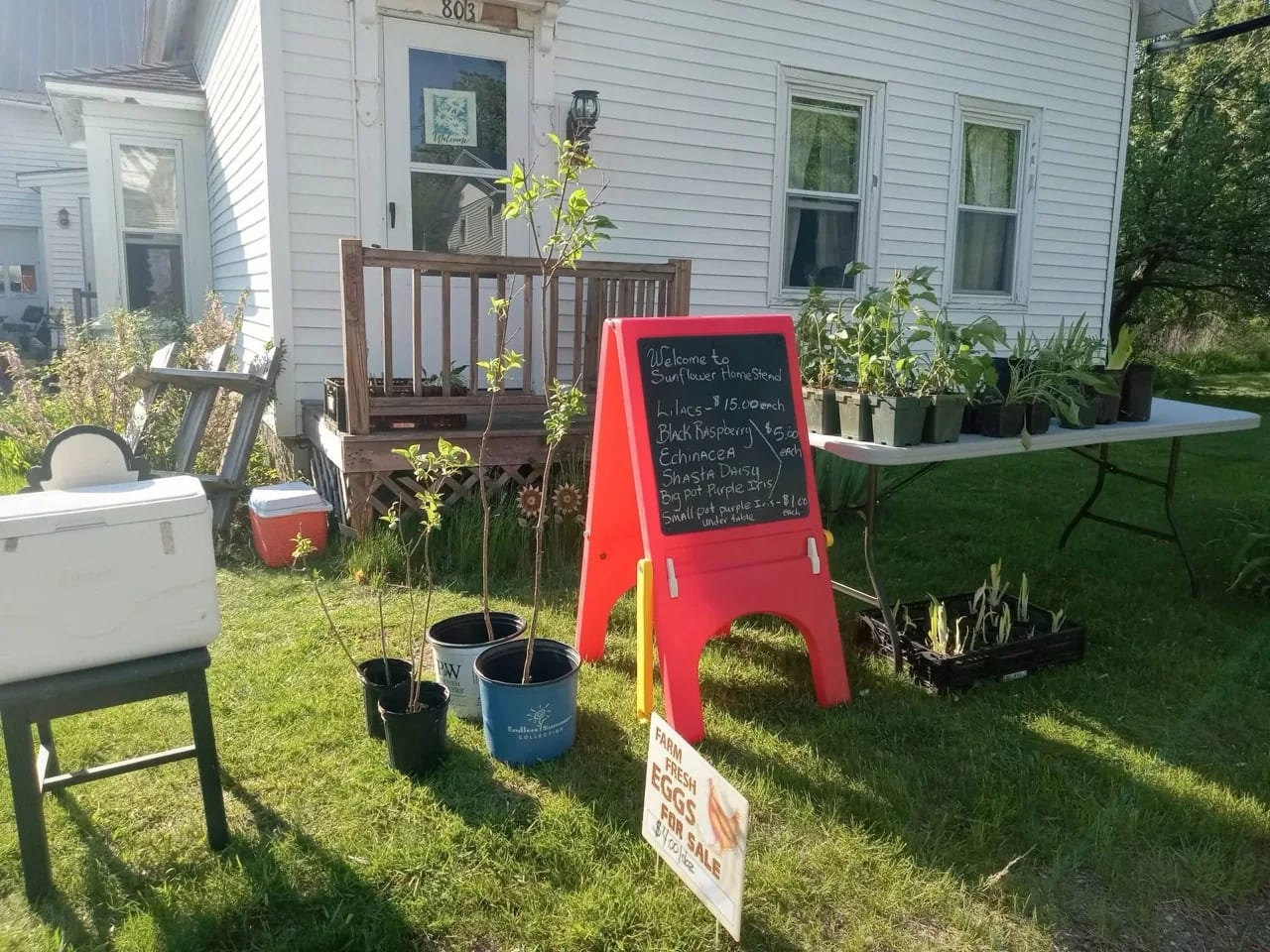 The Sunflower Homestead roadside stand with plants, eggs, and a chalkboard sign at 803 Dirigo Road in South China, Maine.