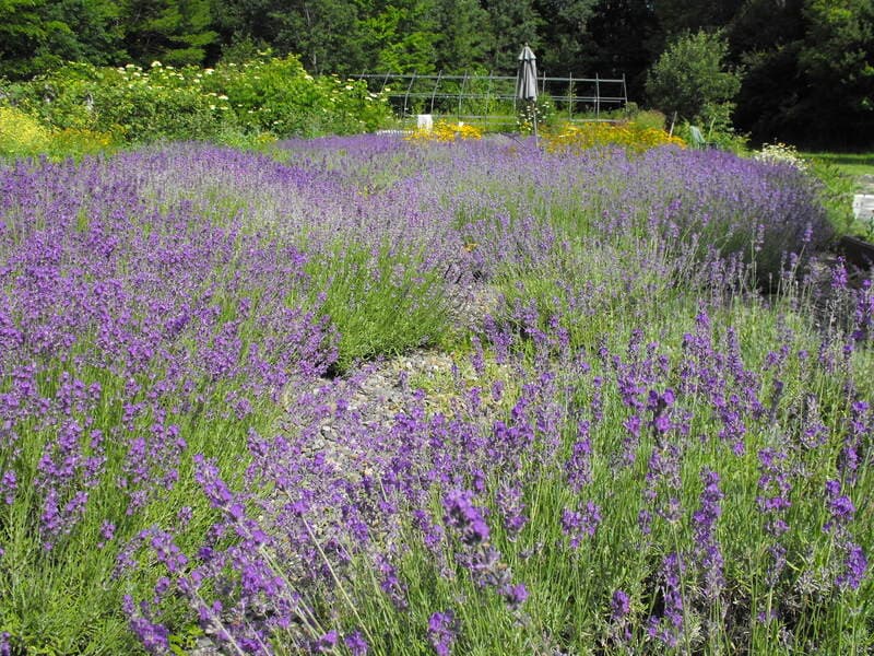 Farm photography at Sweet Dreams Lavender Farm, St. Albans, Maine.