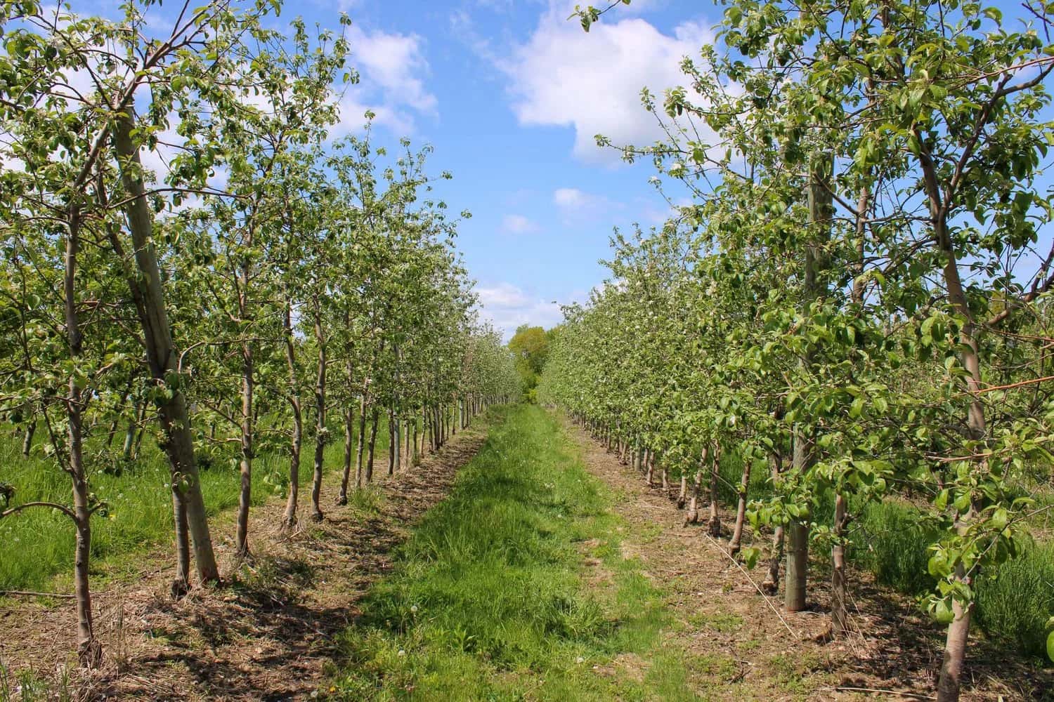 Farm photography at Vista of Maine Vineyard and Cidery, Greene, Maine.