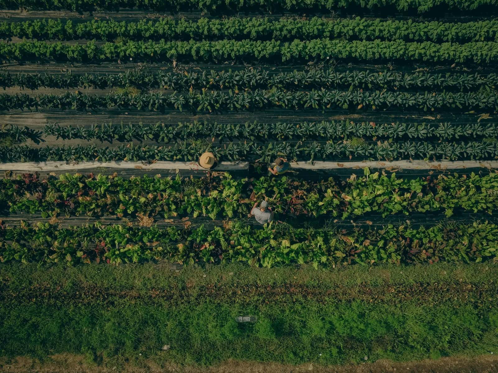 Farm photography at Wolfe's Neck Center, Freeport, Maine.