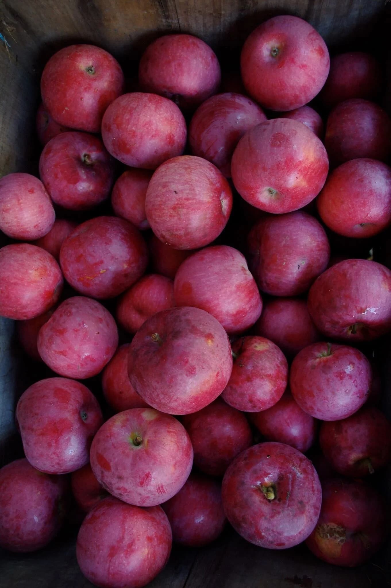 Farm photography at Apple Annie, Brentwood, New Hampshire.